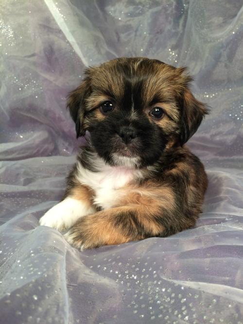 Female Lhasa Bichon Puppy for Sale- Perfect Breeder for buyers looking for Puppies for sale in Illinois, Wisconsin, Iowa, and Minnesota!